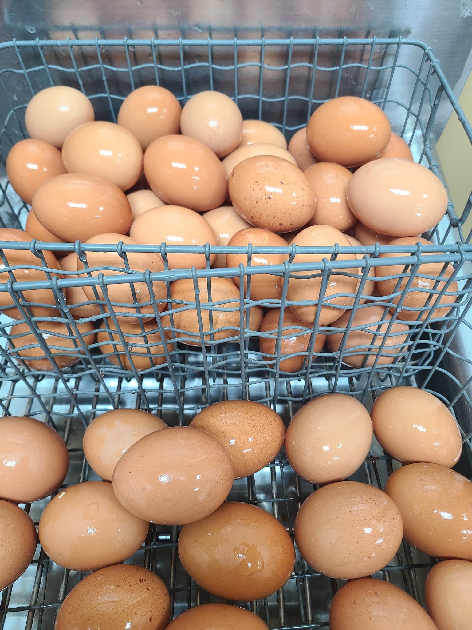 Chicken Eggs