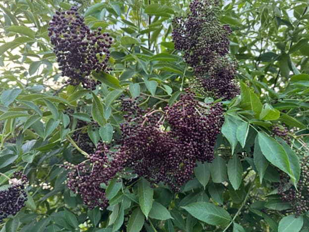 Wild Realm Homegrown Elderberries