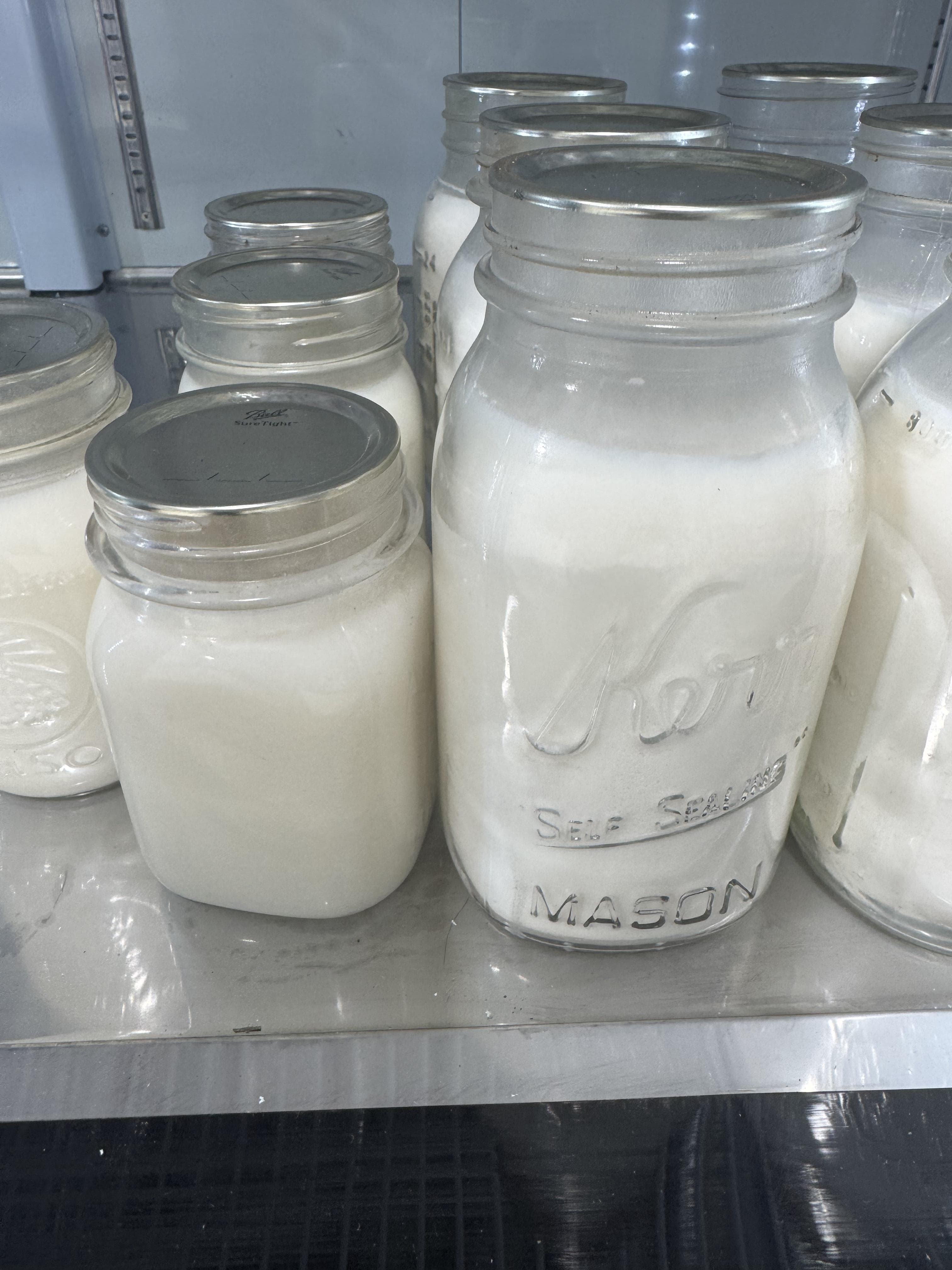 Plain Bulk Tallow
